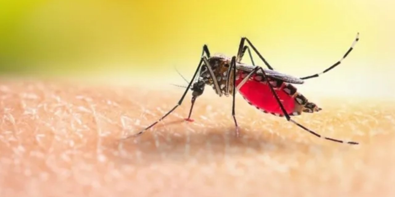 Sivrisineklerin Gizli Kriterleri Ortaya Çıktı! Kimler Daha Çok Isırılıyor? Sivrisinekler Neden Bazı İnsanları Seçiyor?