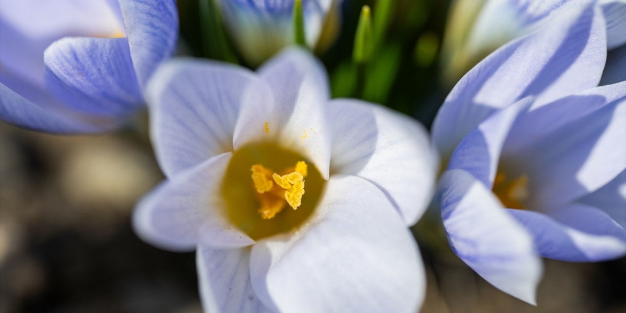 Beyaz Örtü Çiçek Açtı! Kar Çiçekleri Dağları Renklendirdi: Herkes Akın Ediyor... Kars!
