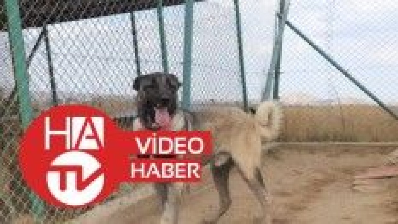 10 aylık Mega’nın fiyatı dudak uçuklatıyor