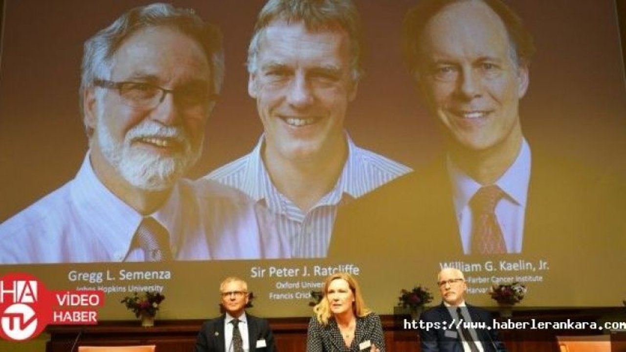 2019 Nobel Tıp Ödülü'nü kazananlar açıklandı