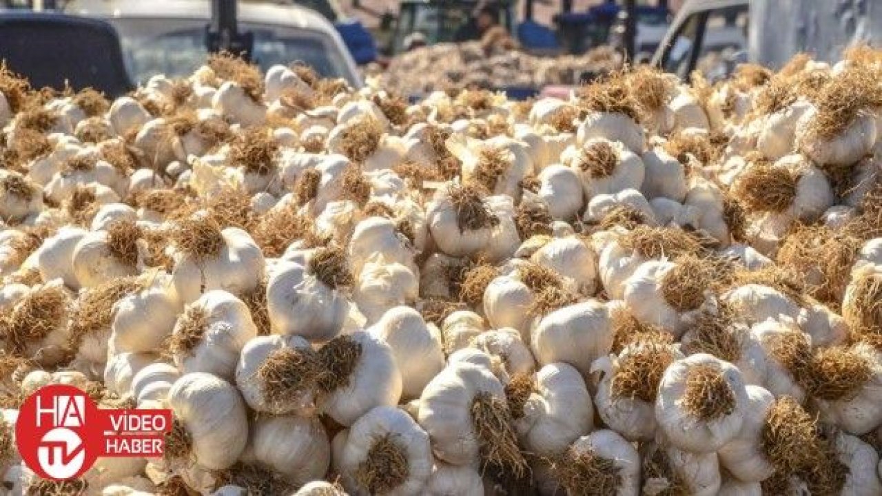 Sarımsağın fiyatı yüzde 45 arttı