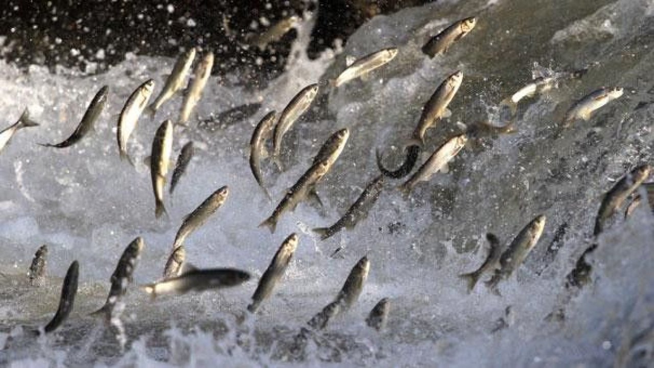 İnci kefalinin 'tatlı yolculuğu' büyülüyor