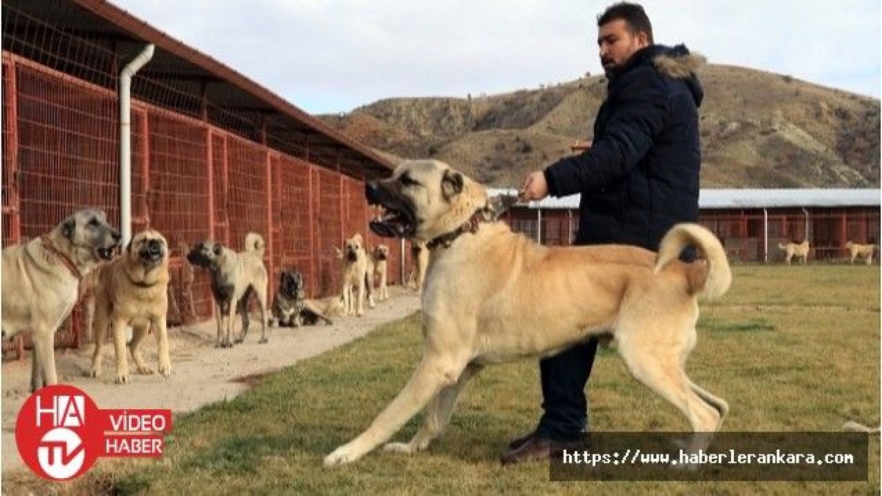 Milli çoban köpekleri Etnospor'da