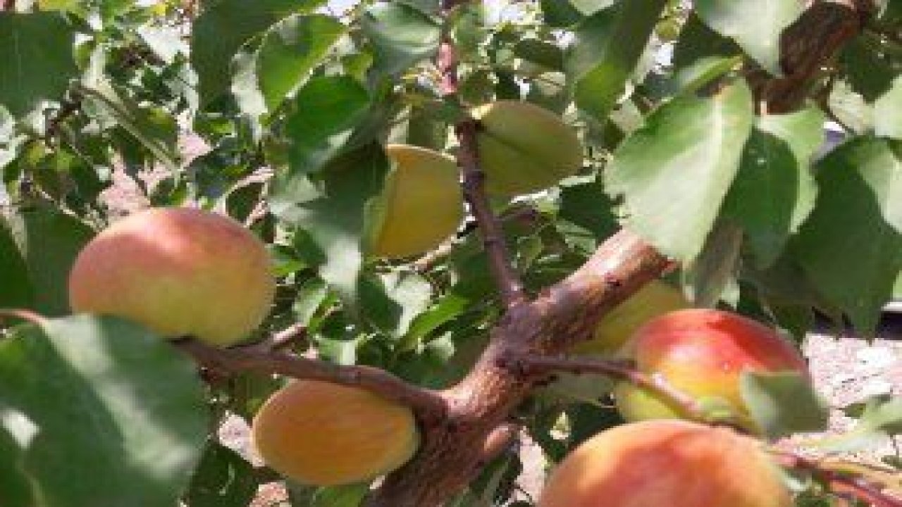 Tuncer Kaplan'ın hayata geçirdiği örnek meyve bahçeleri ilk meyvelerini vermeye başladı