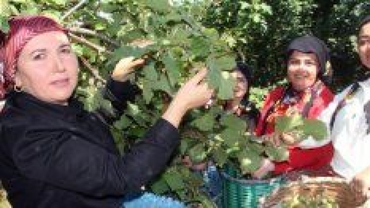 Üretici fındık bahçesine şenlik havasında girdi