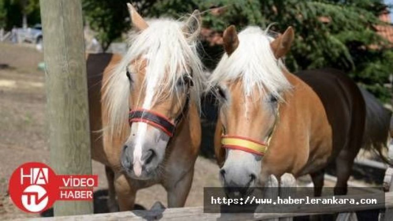 Fayton atlar, Altındağ'da koruma altında