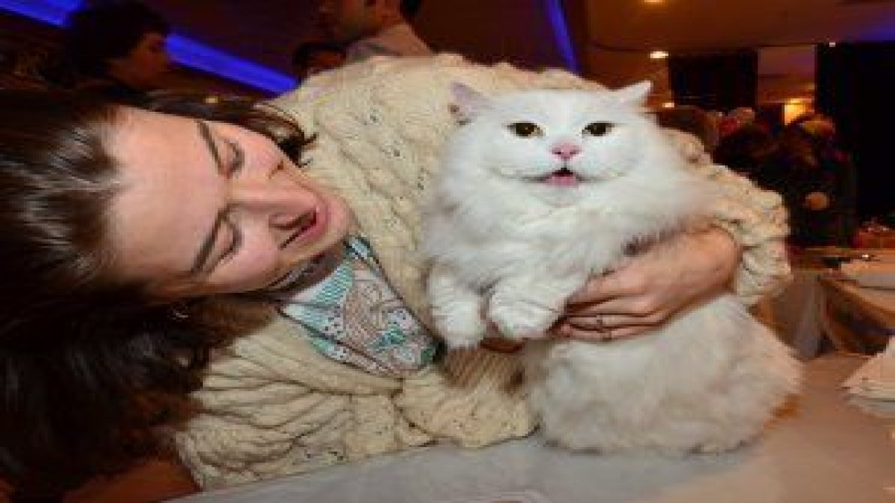2. Uluslararası Pursaklar Kedi Güzellik Festivalinin ikinci gününde 360 kedi jüri değerlendirmesinden geçerek yarışmaya hak kazandı