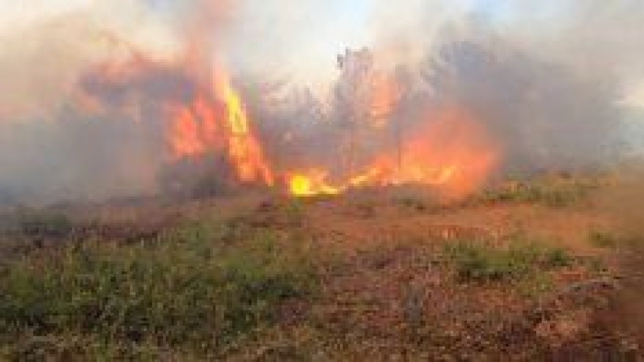 Tarım ve Orman Bakanlığı: “Bursa’daki yangın tamamen kontrol altına alındı”