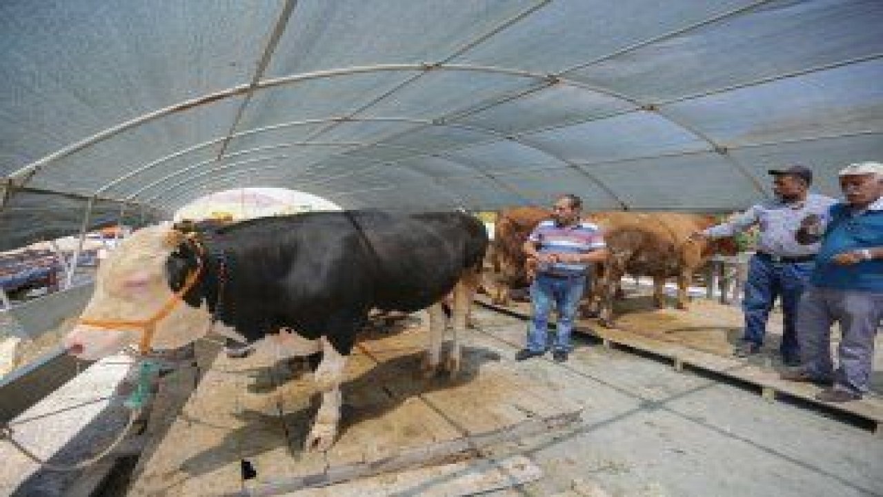 Yenimahalle Yakacık Kurban Satışı Alanında, Kurban Bayramı telaşı başladı