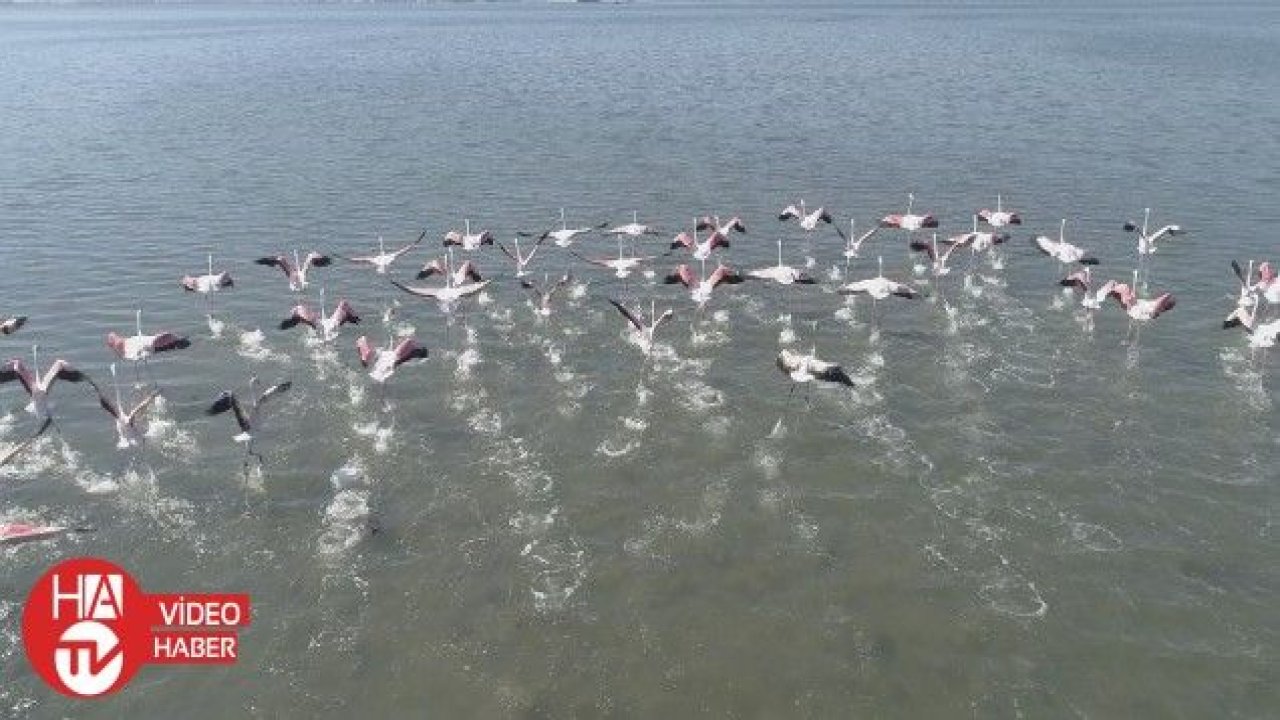 Flamingolar İzmit Körfezi’ne akın etti