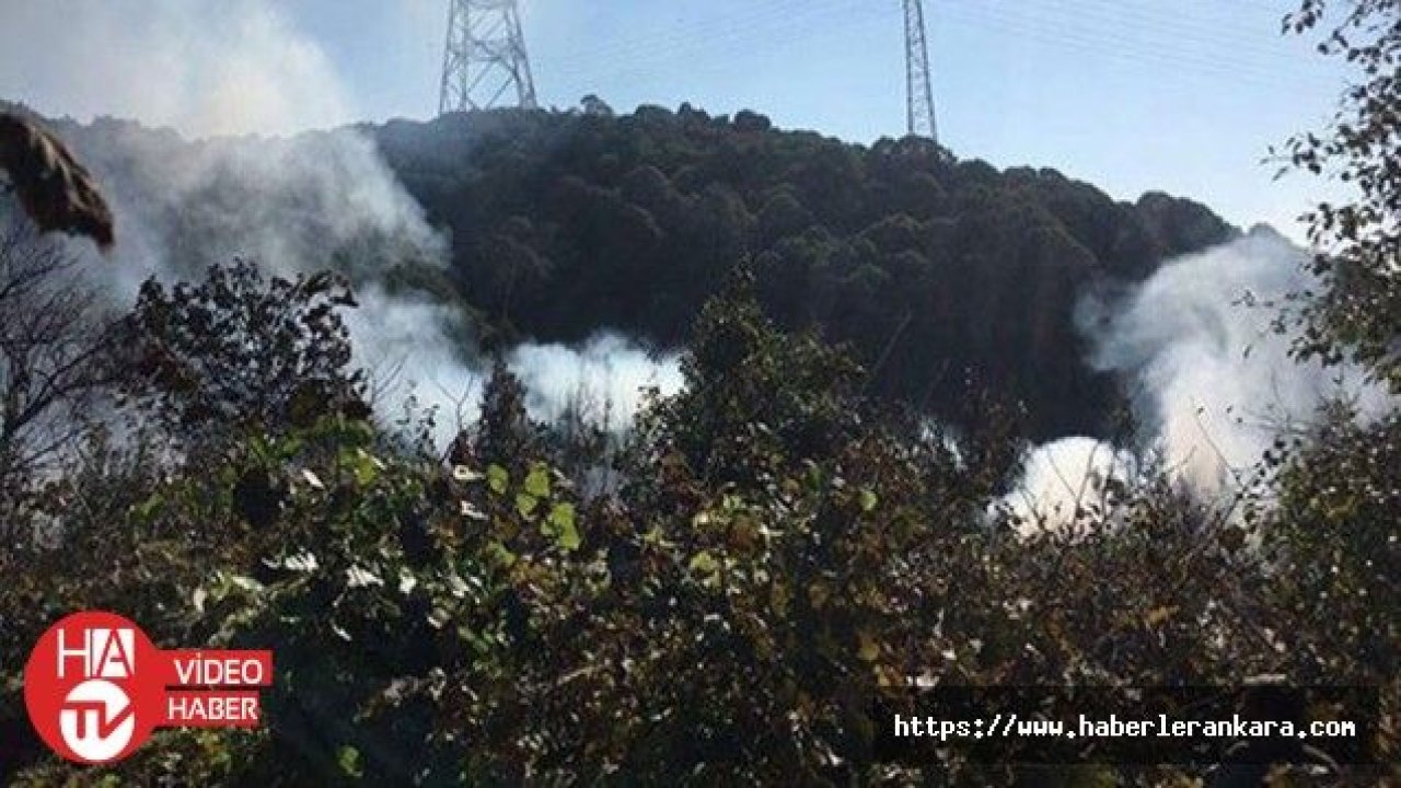 Beykoz'da orman yangını