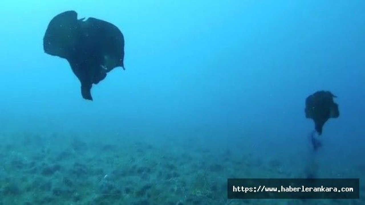 Çanakkale’de deniz tavşanı görüntülendi