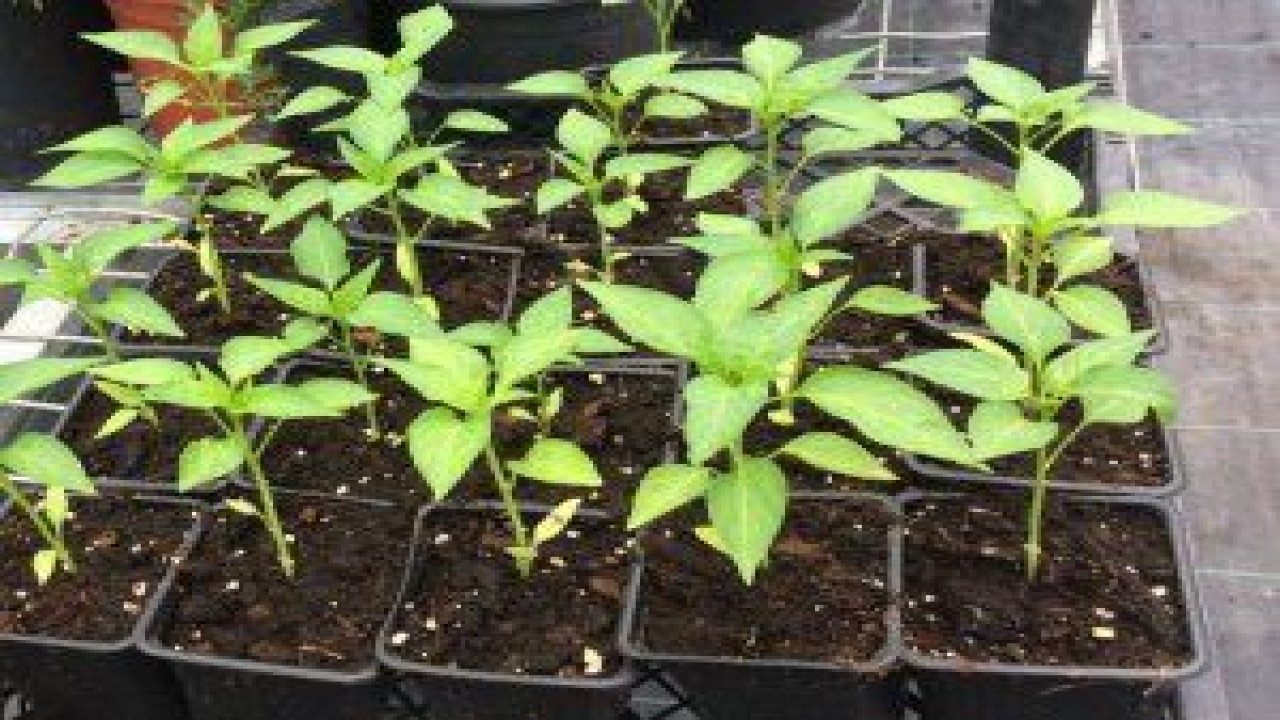 Gölbaşı'nda Bakanlık ve Belediye El Ele Veriyor Vatandaş Organik Fideyle Buluşuyor projesi başladı