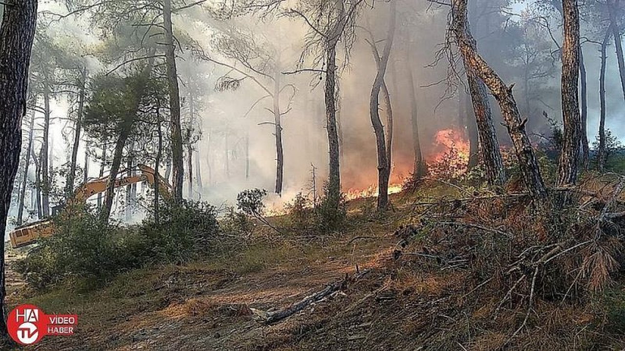 Bursa’da orman yangını