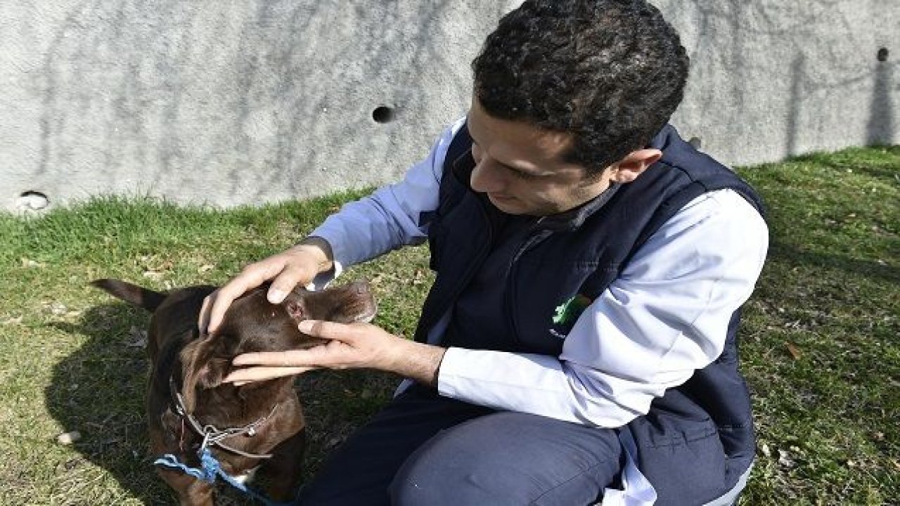 Mamak’ta sokak hayvanlarının ömür boyu aşıları ücretsiz