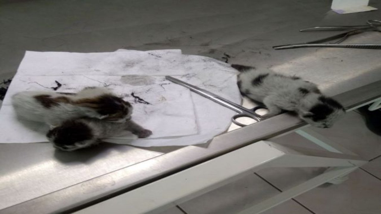 Yapışık dördüz Kediler ameliyatla birbirinden ayrıldı