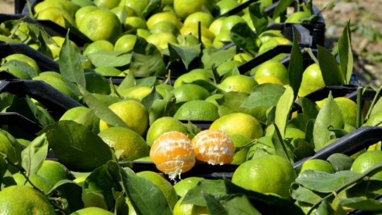 Kaşıkçı cinayeti sonrası narenciyede "analiz" krizi