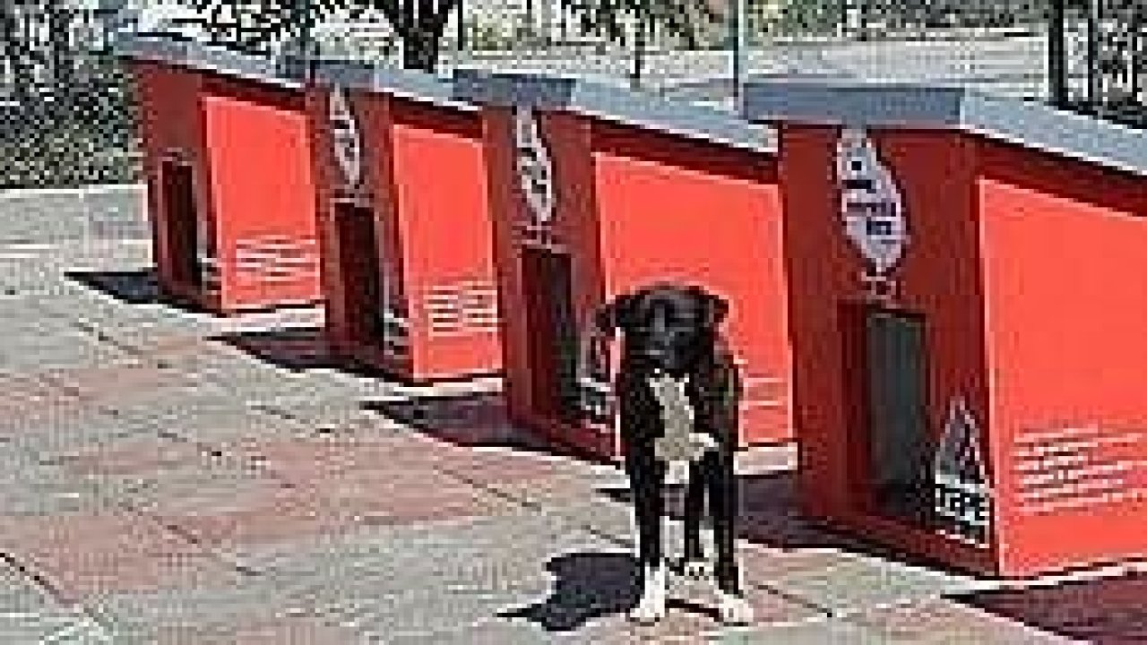 Çankaya Belediyesi, 745 sokak hayvanını yuva sahibi yaptı