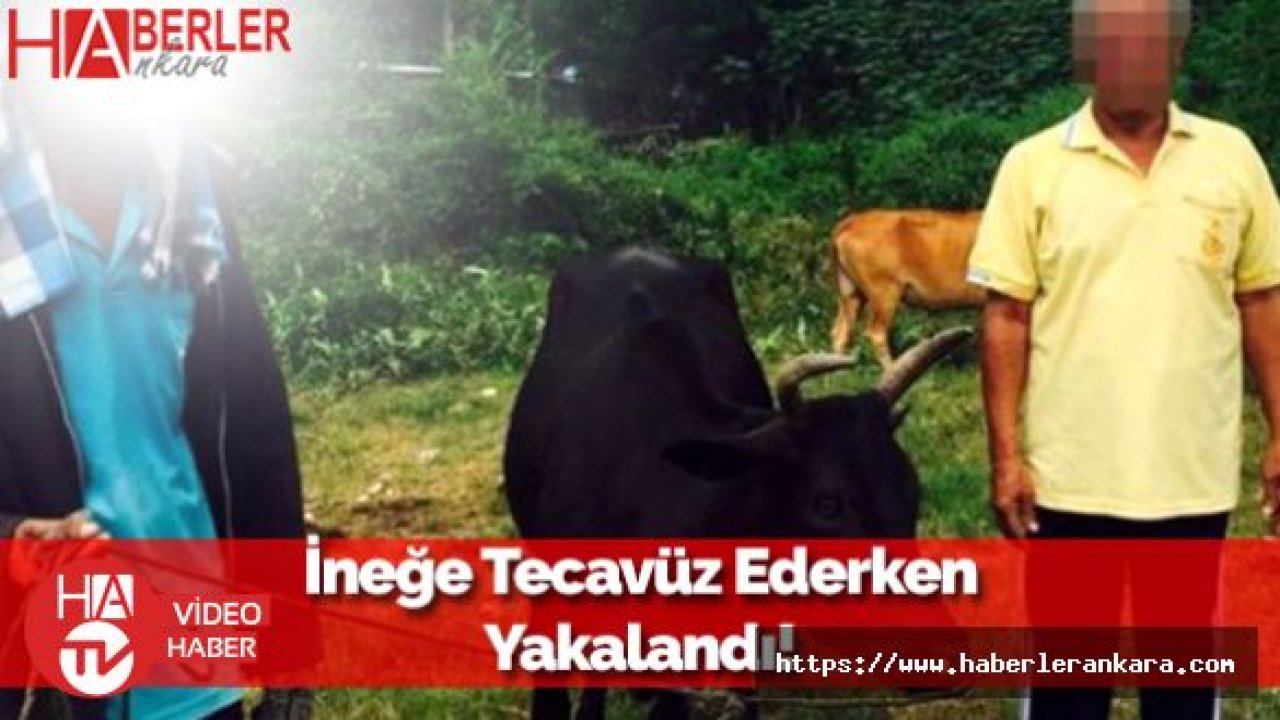 İneğe Tecavüz Ederken Yakalanan Adamın Savunması Hayrete Düşürdü!