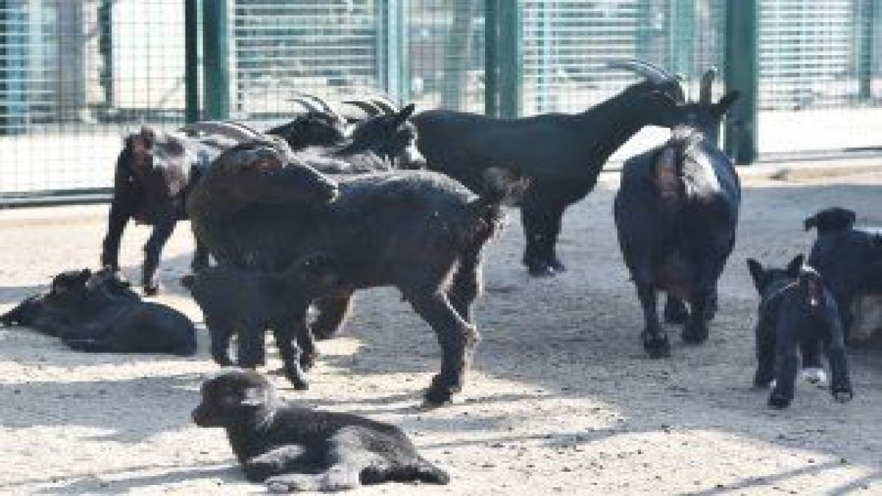 SİNCAN HAYVANAT BAHÇESİ’NİN YENİ MİSAFİRLERİ GÖRÜCÜYE ÇIKTI