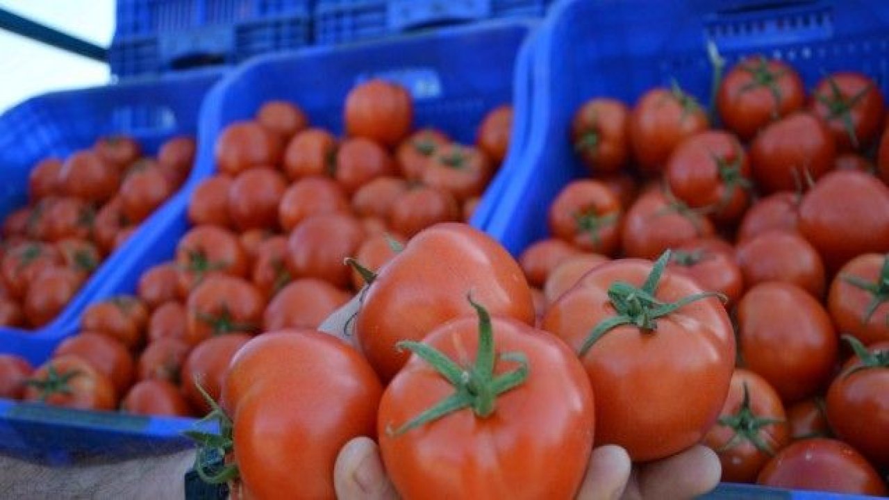 Domates üreticisi fiyattan dertli