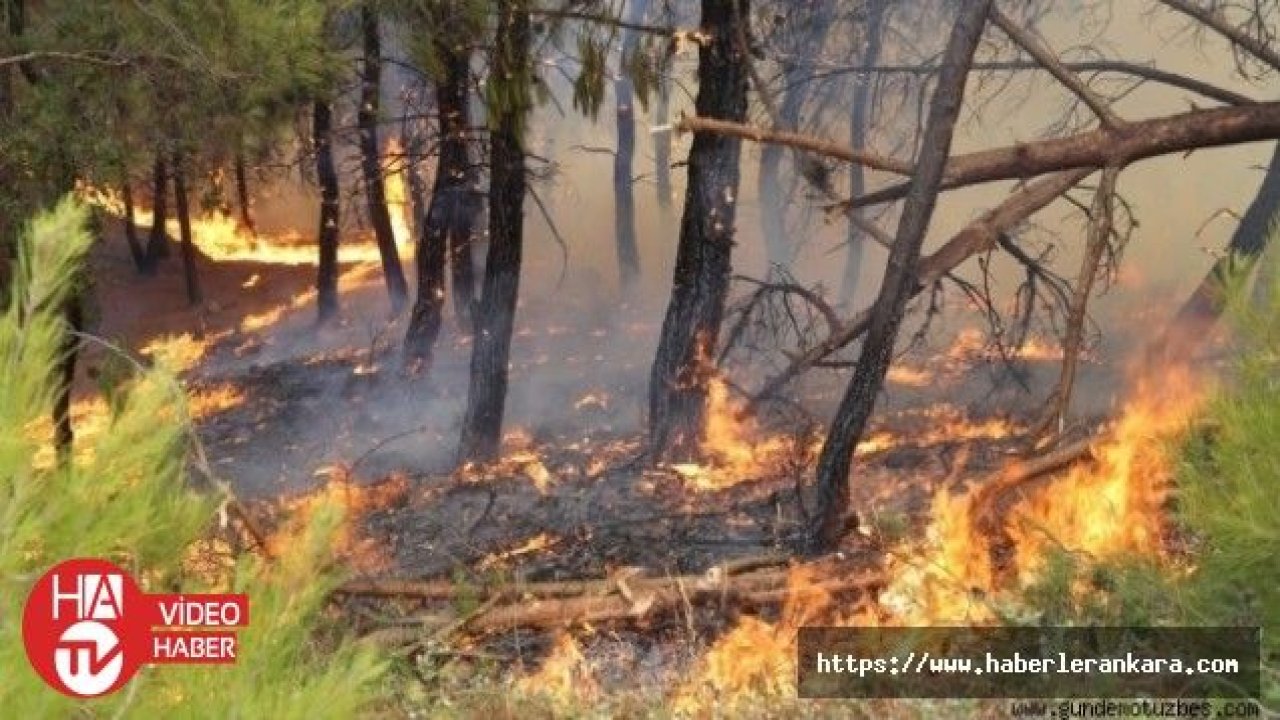 İzmir'deki orman yangını sonrası ağaçlandırma kampanyası