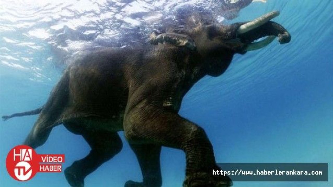 Malezya'da gölde yüzen fil sosyal medyanın ilgi odağı oldu