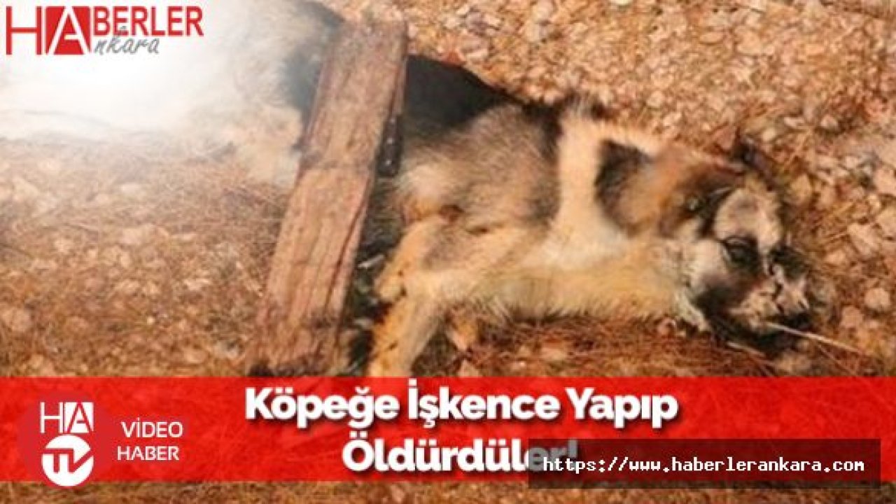 Sokak Köpeğini Canice Katlettiler!