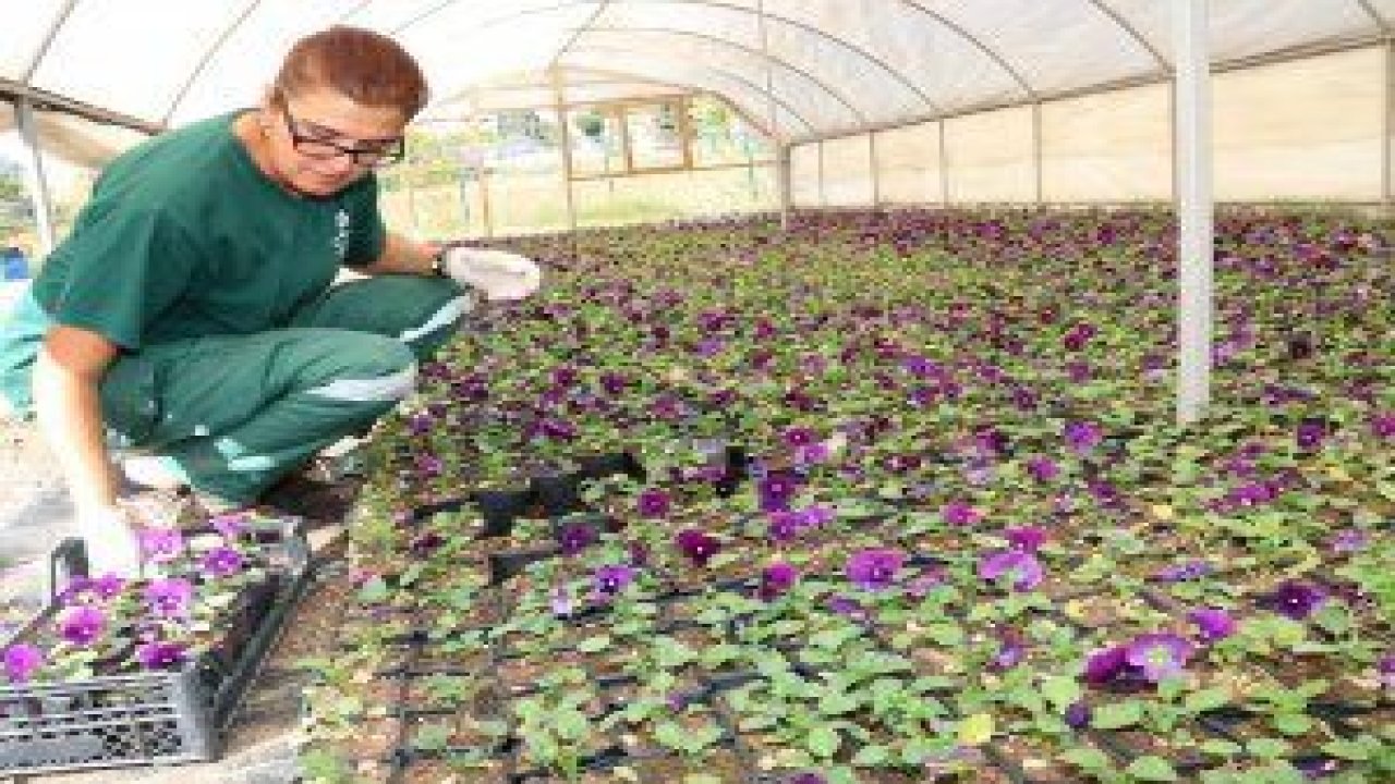 Çansera’da Çankaya parkları ve bahçeleri için çiçek, çalı grupları üretimi son hız devam ediyor