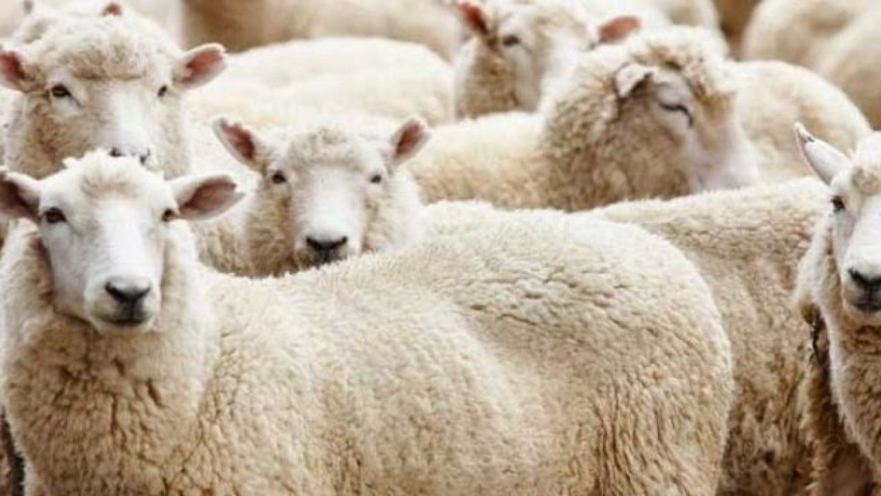 Vekaletle Kurban Kesim Bedeli Belli Oldu