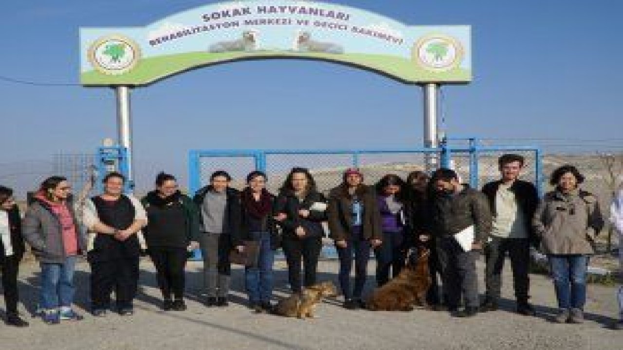 ODTÜ Mimarlık Fakültesi Endüstri Ürünleri Tasarımı Bölümü öğrencileri, sokak hayvanları için tasarlayacak