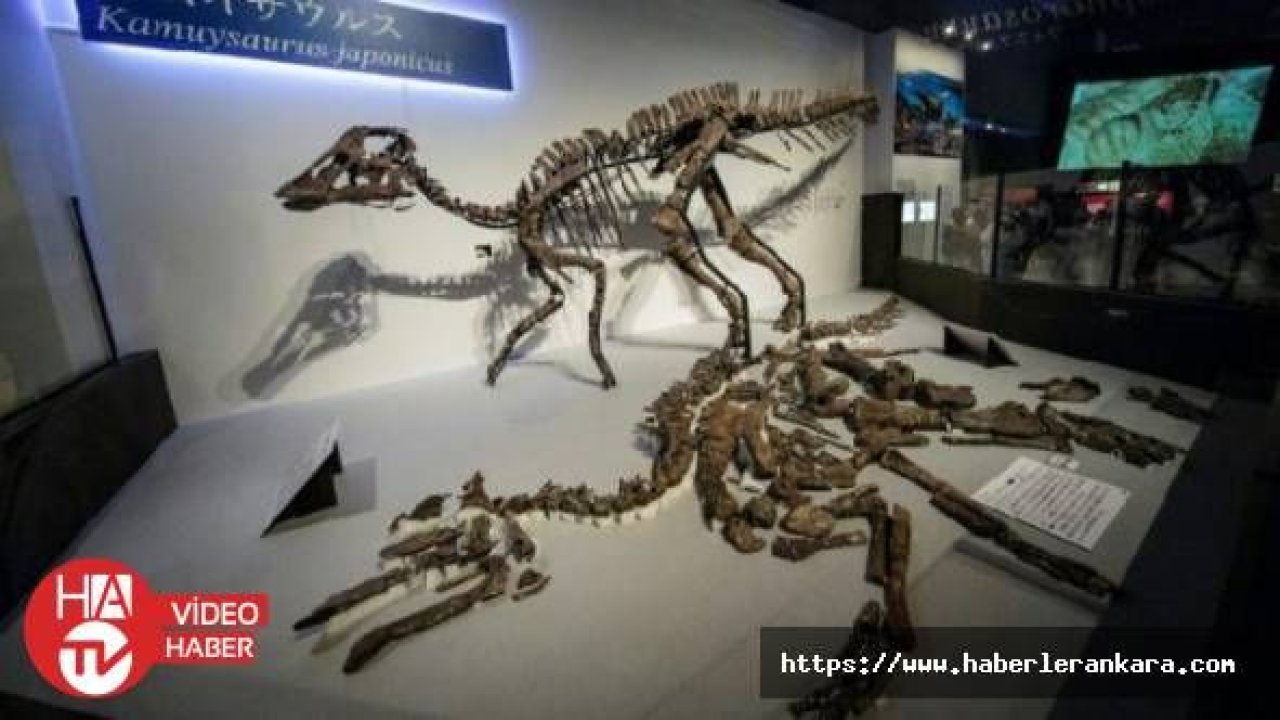 Japonya'da yeni bir tür dinozor fosili bulundu