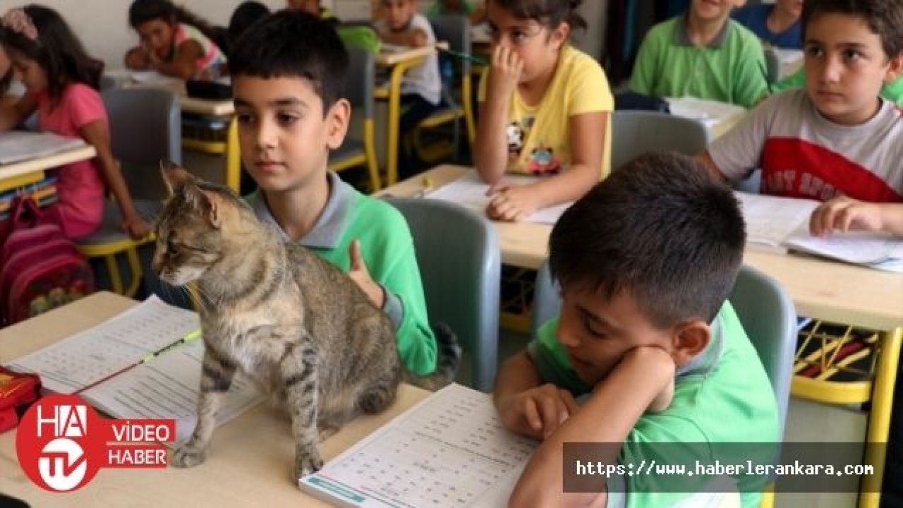 Derslere giren kedi “Tarçın“ teneffüslerde yavrularıyla ilgileniyor