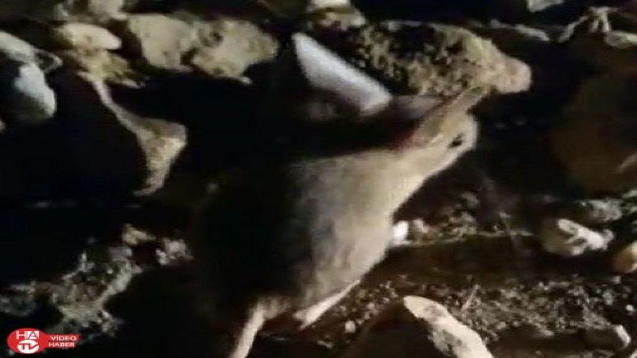 Kanguru faresine benzeyen Arap tavşanı görüntülendi