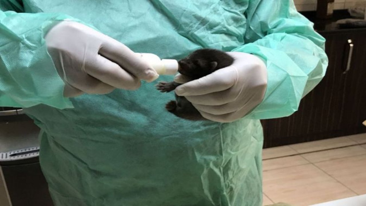 Samanlıkta doğan sevimli Sansar yavrular korumaya alındı