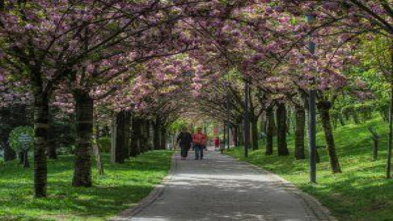 Dikmen Vadisi, baharın gelişini Japon Kiraz ağaçlarının (Sakura) açan çiçekleriyle selamlıyor