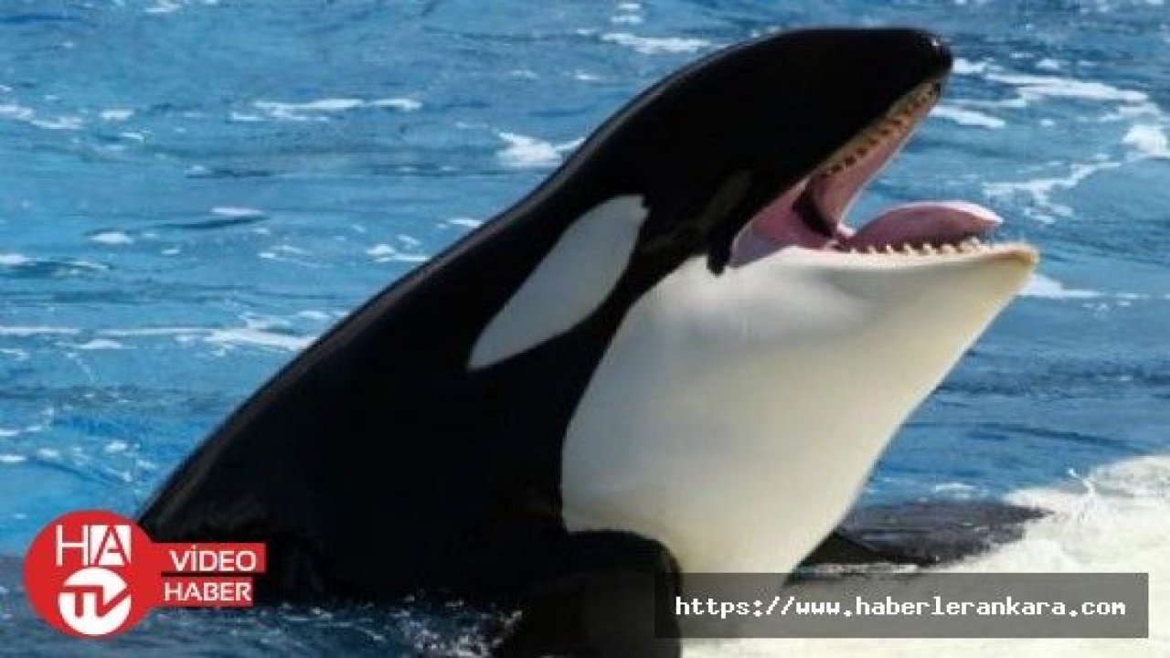 Dişi çubuklu balinalar yavrularına “fısıldıyor“