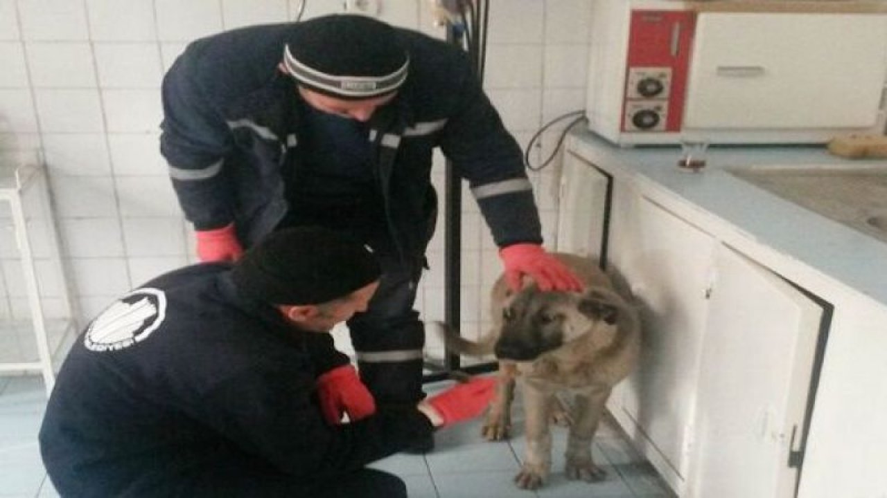 Sokak hayvanları Altındağ Belediyesi hayvan bakımevinde tedavi altına alındı