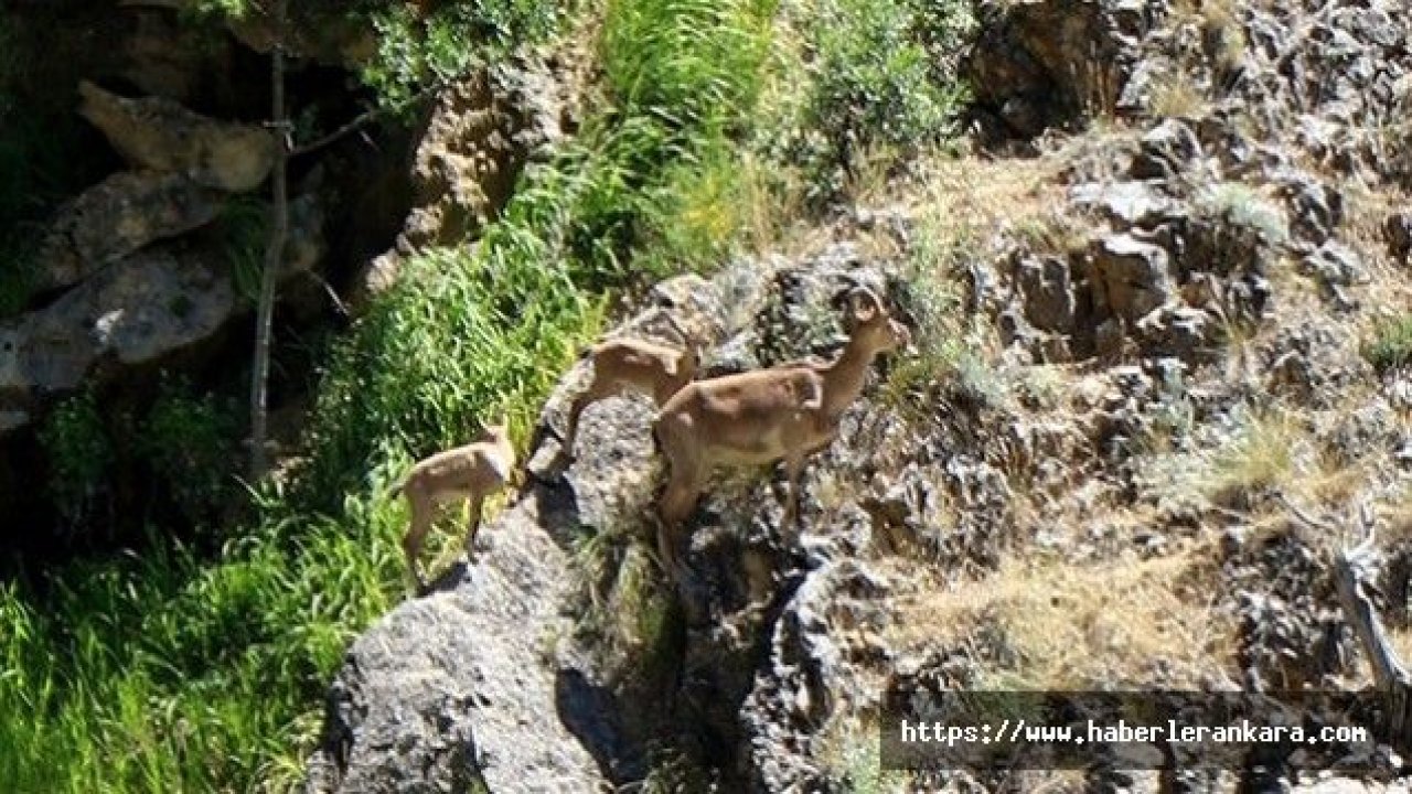 Munzur Dağları’nda yaban keçileri görüntülendi