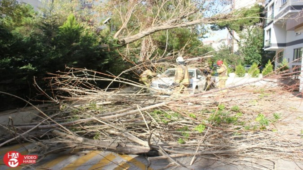Kadıköy’de devrilen ağaç paniğe yol açtı