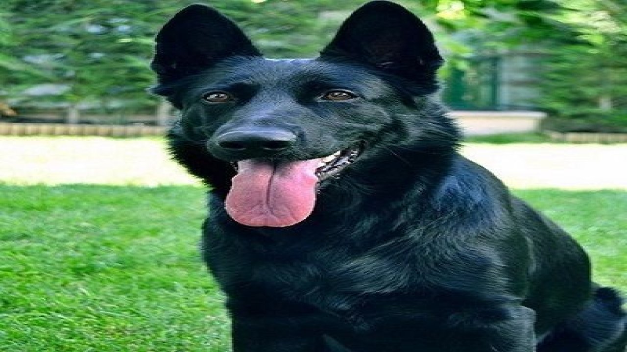 Köpek ve İnsan Dostluğu