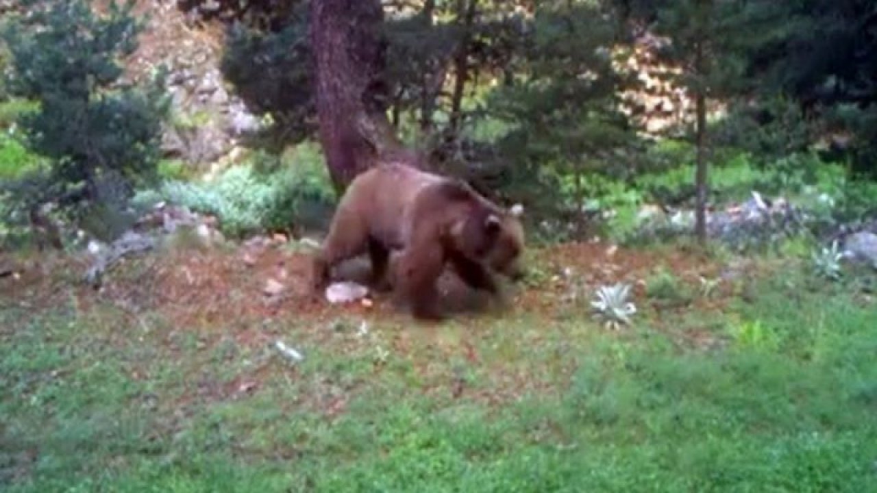 Bolu’da, doğal yaşam fotokapanlarla görüntülendi