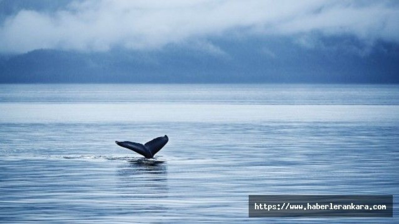 Princess Cruise'un Türkiye Satış Hakları Naviosa'da