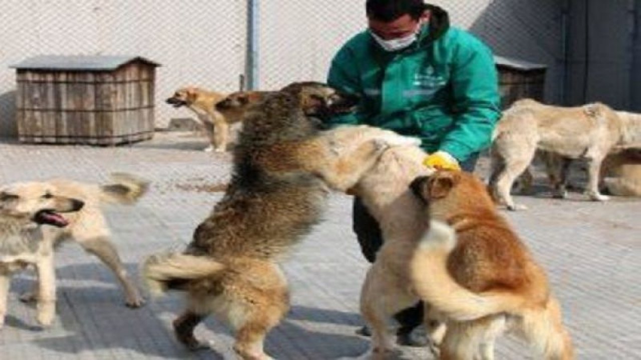 Çankaya Belediyesi, Tokat Erbaa’dan gelen 105 uyuz köpeğin tedavisini tamamladı