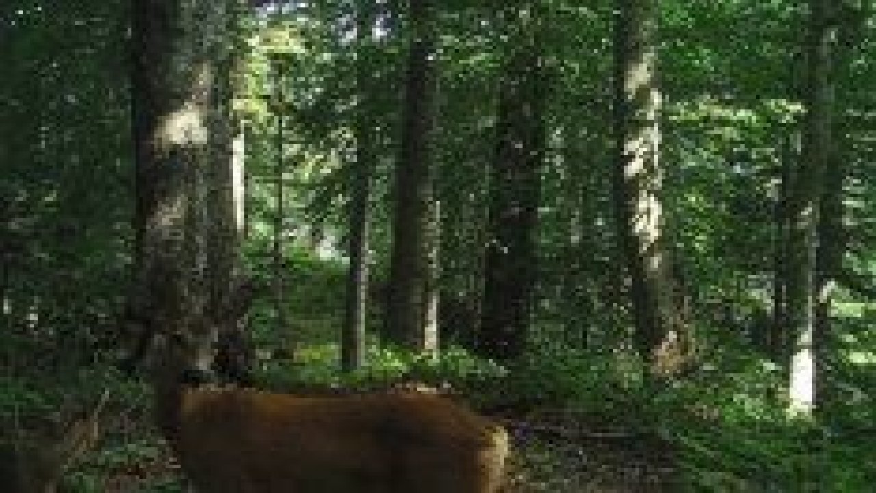 Düzce’de yaban hayatı fotokapan ile görüntülendi