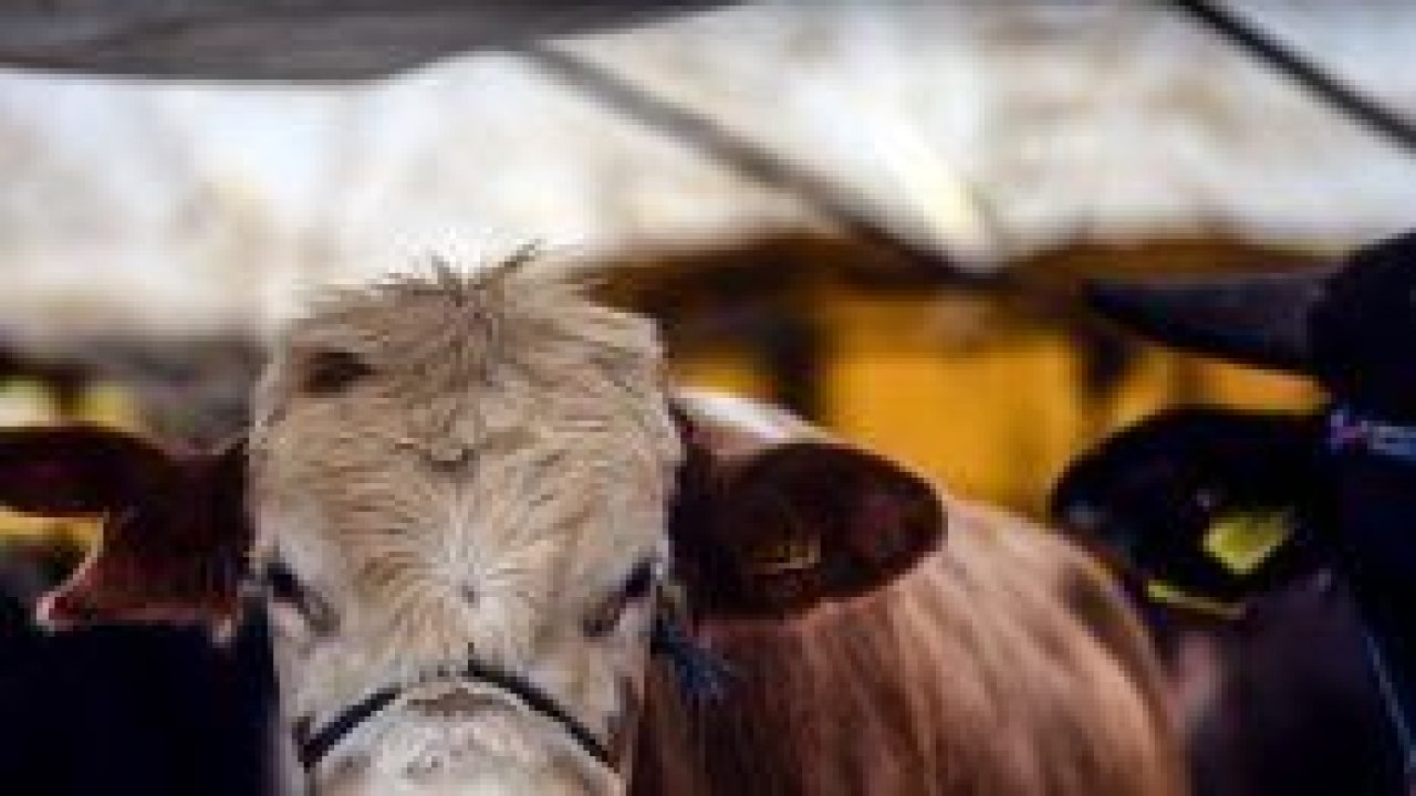 Kaçak kurbanlıklar besicileri vurdu