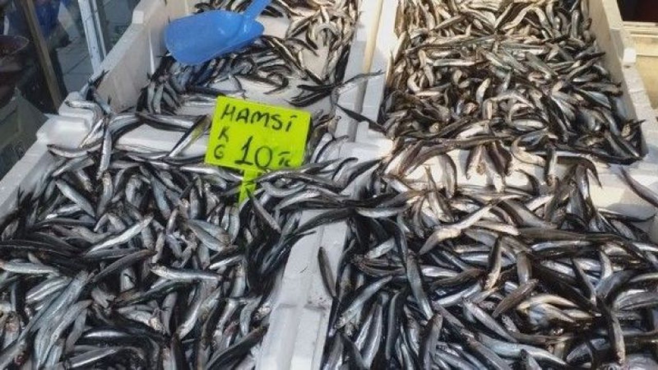 Karadenizli balıkçılar tüm ümitlerini hamsiye bağladı