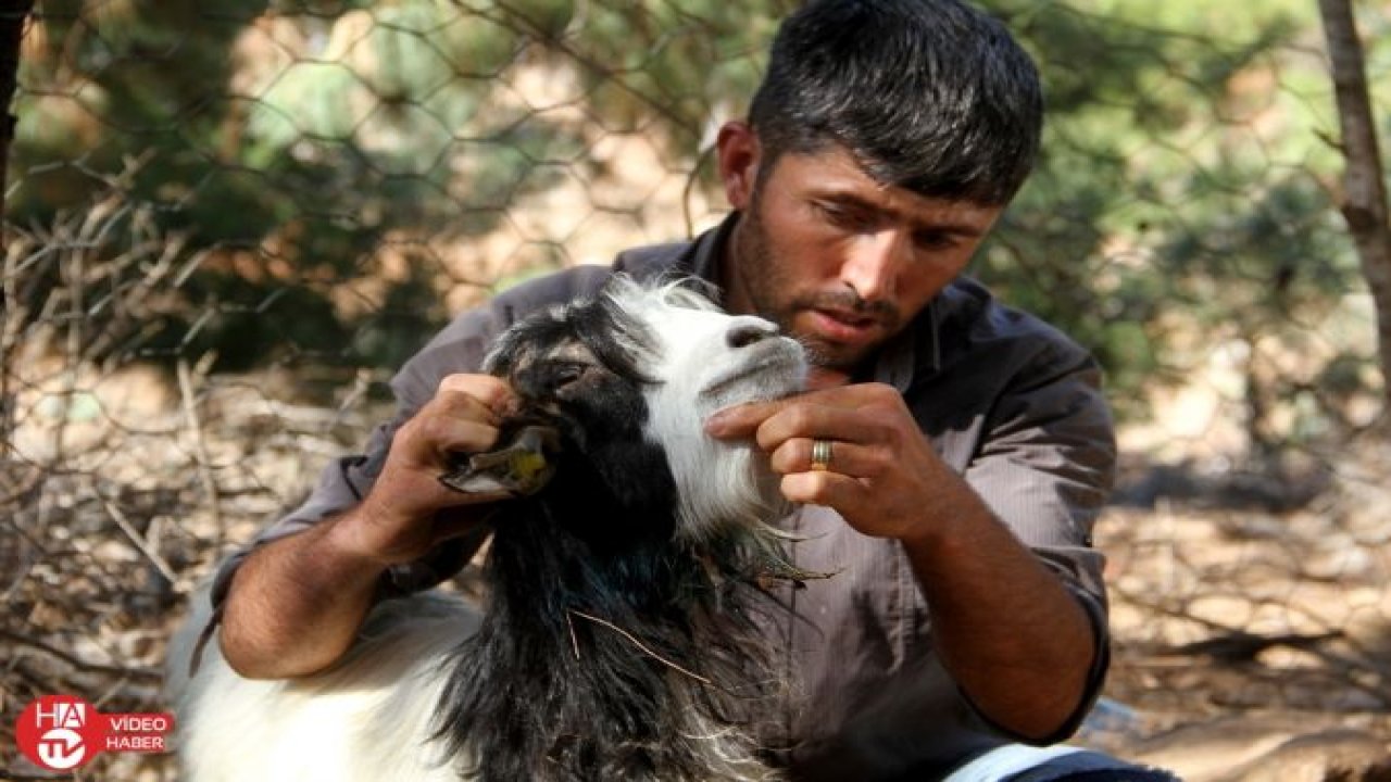 Fethiye’de kurtlar keçi sürüsüne saldırdı: 35 keçi telef oldu