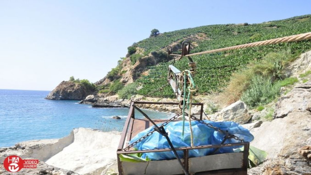 Teleferikle muz hasadı