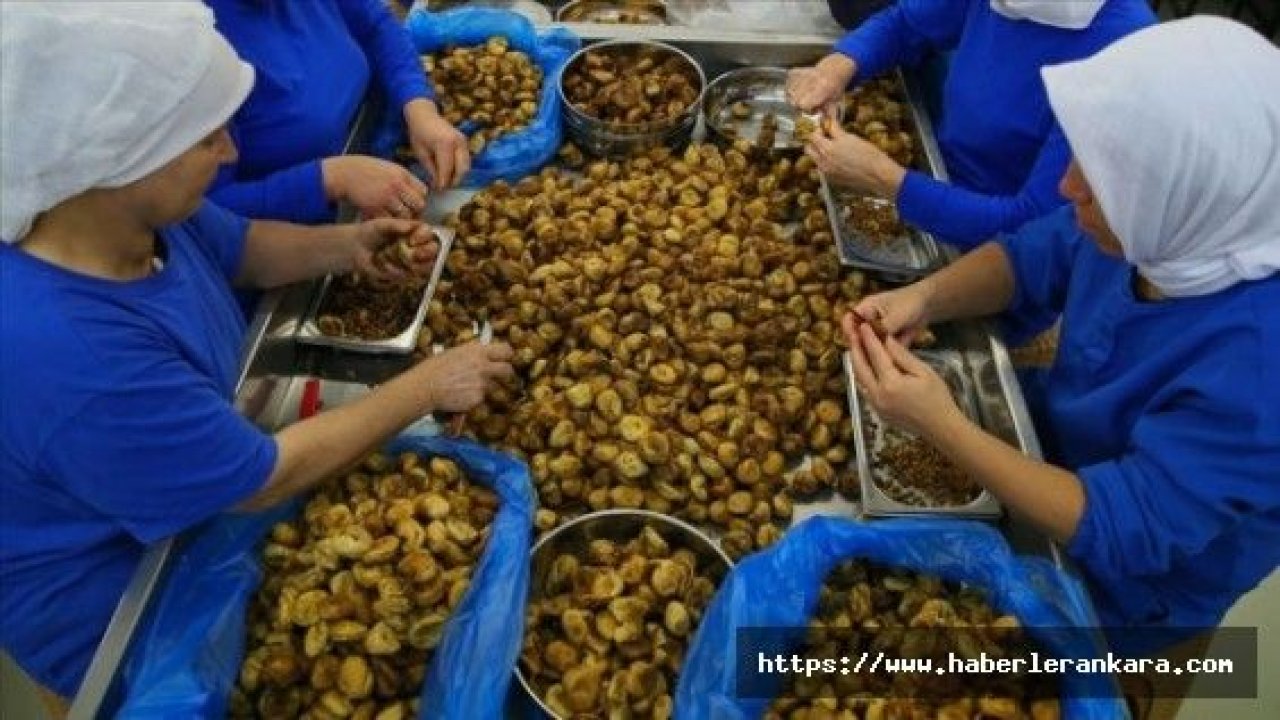 GRAFİKLİ - Kuru incir üretimi rekora koşuyor